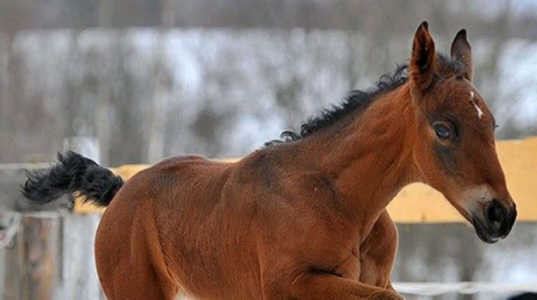 продажа лошадей в алтайском крае в волчихинском районе. вольные кони. фауна кенозерского национального парка. кенозерский национальный парк животные и растения. заездка лошади.