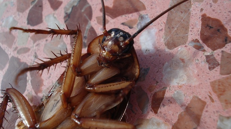 Ученые разочаровались в аэрозолях от тараканов