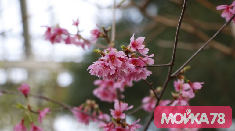В Ботаническом саду рассказали о сроках цветения сакуры