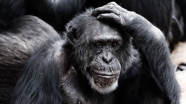 Ученые смогли распознать язык приматов, состоящий из 400 слов