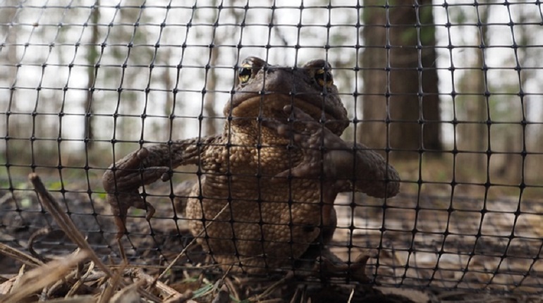 В Сестрорецке установили сетки для размножающихся жаб-путешественниц