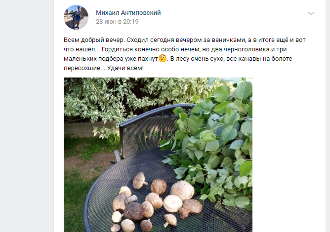 В Ленобласти начался сезон грибов