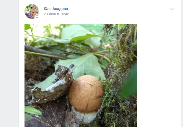 В Ленобласти начался сезон грибов