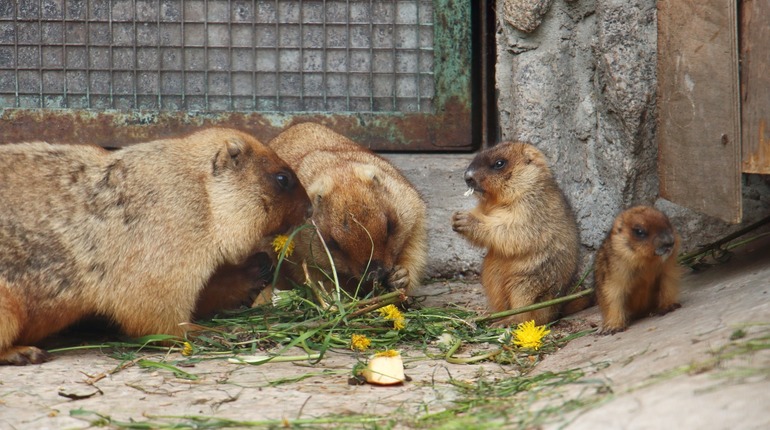 Сурки храпят в Ленинградском зоопарке, несмотря на бесснежную зиму