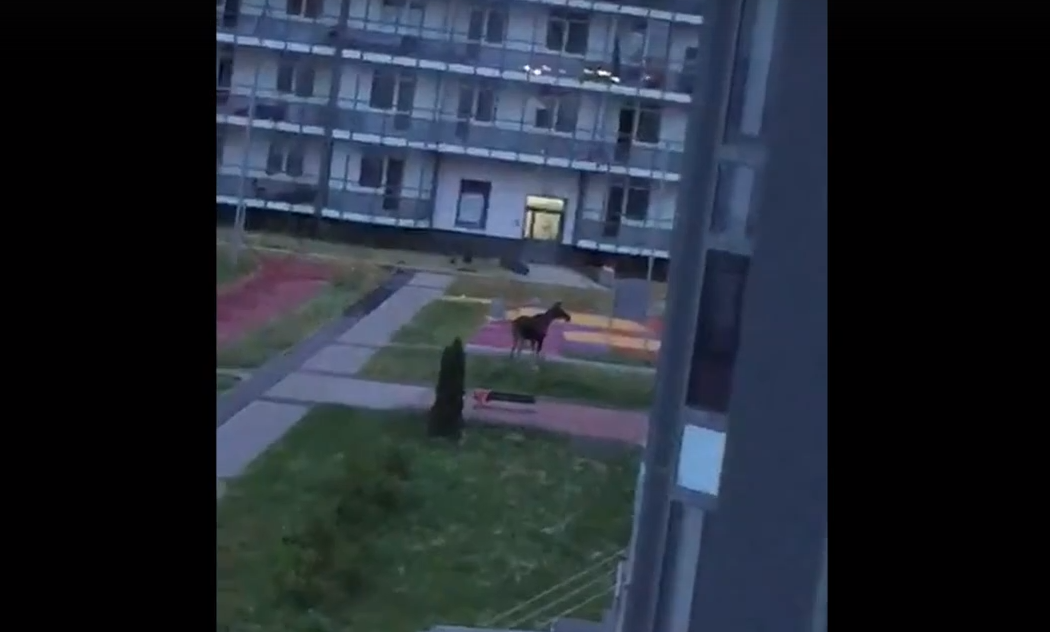 Испуганный лосенок и его мать забрели во двор ЖК "Светлановский"