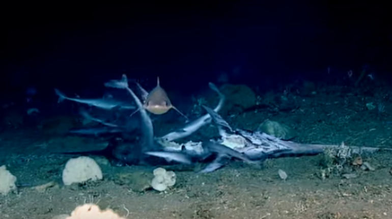 Акулы-трупоедки на дне Атлантического океана шокировали ученых