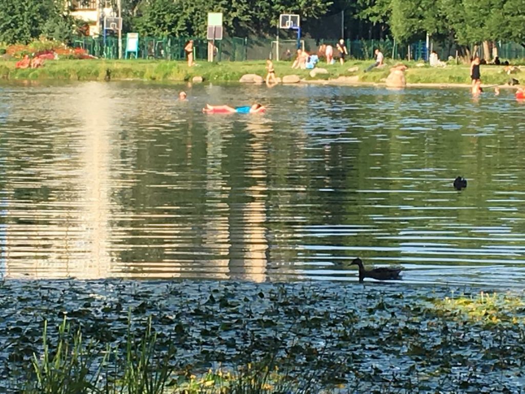 Новости с водоемов спб. Пруд на Светлановском. Озеро на Светлановском. Водоём на Светлановском. Купаются жара Косино пруд.