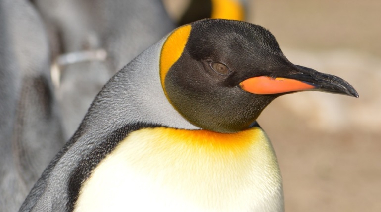 Главными зрителями редкого полного солнечного затмения над Антарктидой стали пингвины