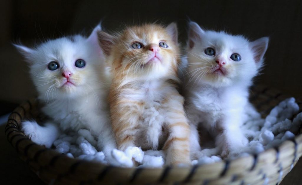 В Китае началось массовое клонирование кошек