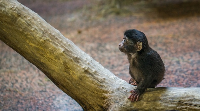 Новый вид обезьян в Мьянме нашли по фекалиям и успели признать вымирающим