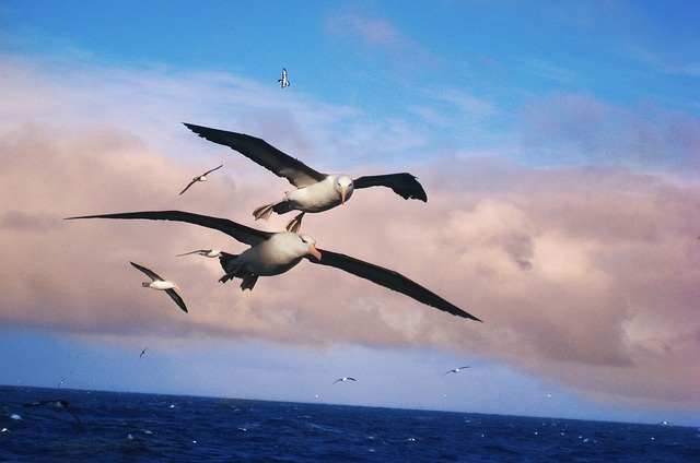 В Новой Зеландии найден предок самых больших «зубастых» птиц