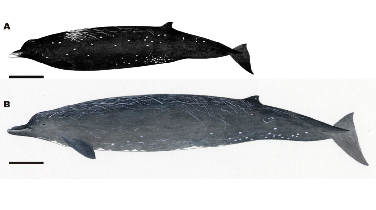 В Охотском море нашли новый вид китов