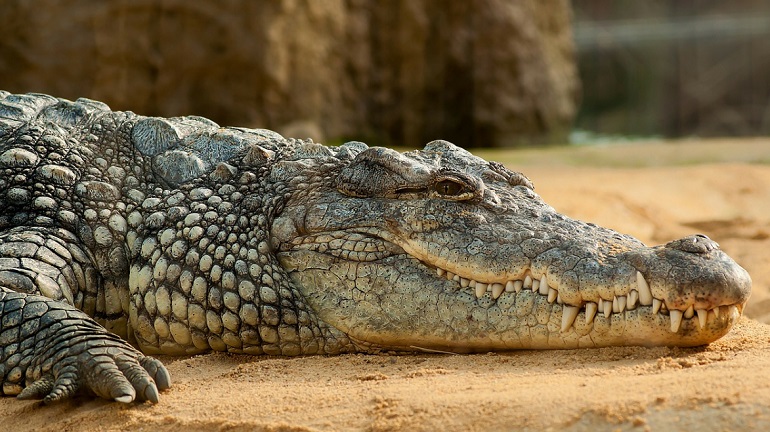 Ученые назвали уникальную для рептилий способность крокодилов