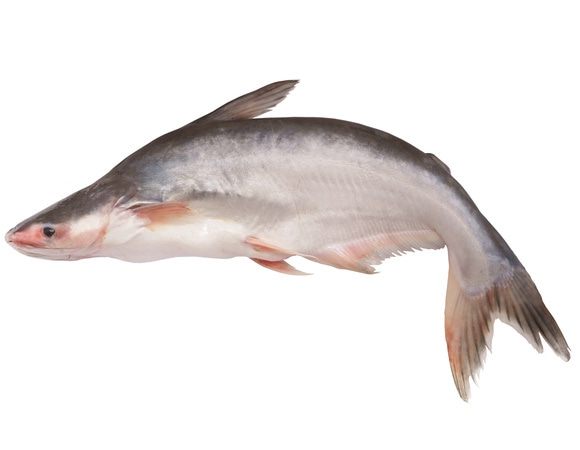 Пангасиус Фото Рыбы С Головой