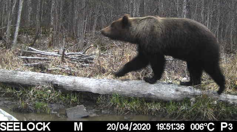 Финны застрелили медведицу и двух медвежат на границе с Россией