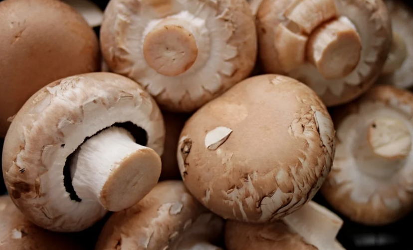 Ученые создали новую веган-альтернативу натуральной коже из грибов