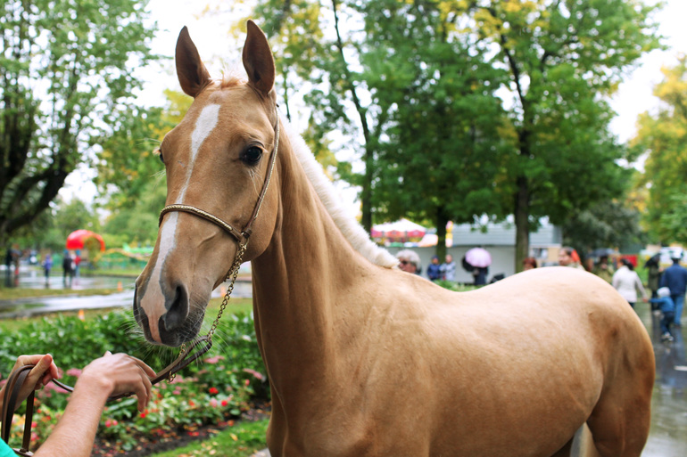 Полицейские в Петербурге могут начать ездить на лошадях
