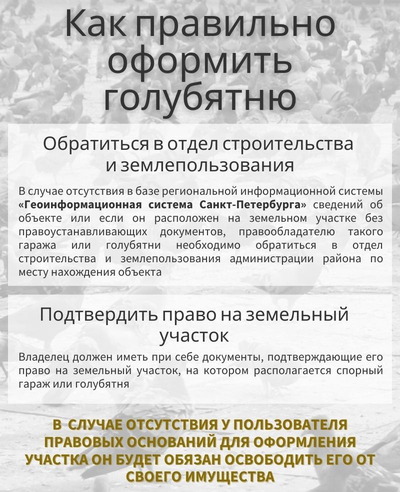 Петербуржцы потребовали от Беглова легализовать все голубятни города