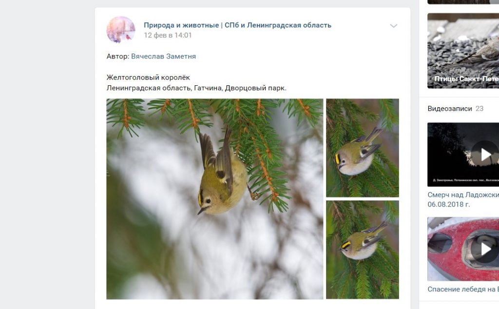 Зимой можно встретить королька