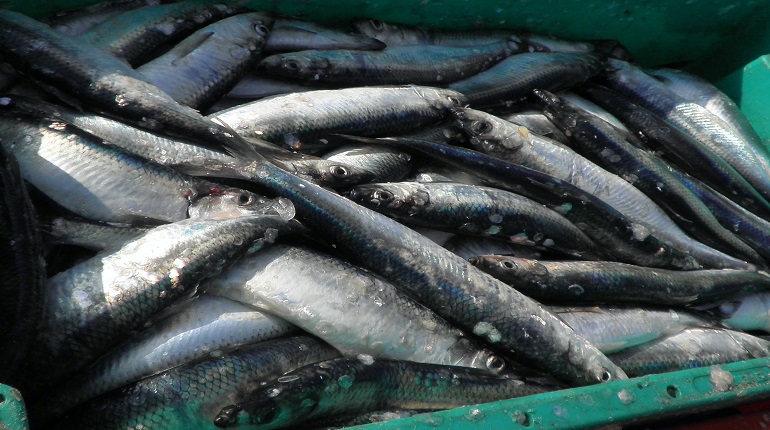 Почти 40 тонн лосося из Чили запретили к провозу в Петербург