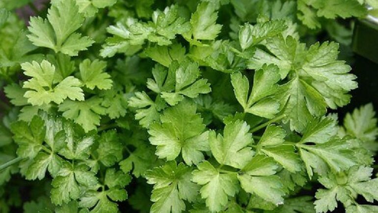 Россиян предупредили, что сельдерей и петрушка могут быть опасны