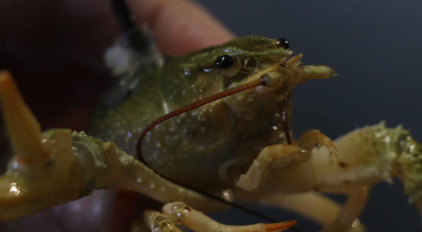 Американские раки пожрали финских и пятятся в Петербург