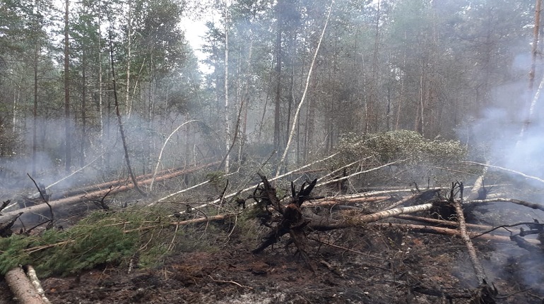 В Ленобласти изза нарушений ежесуточно начинается 20
