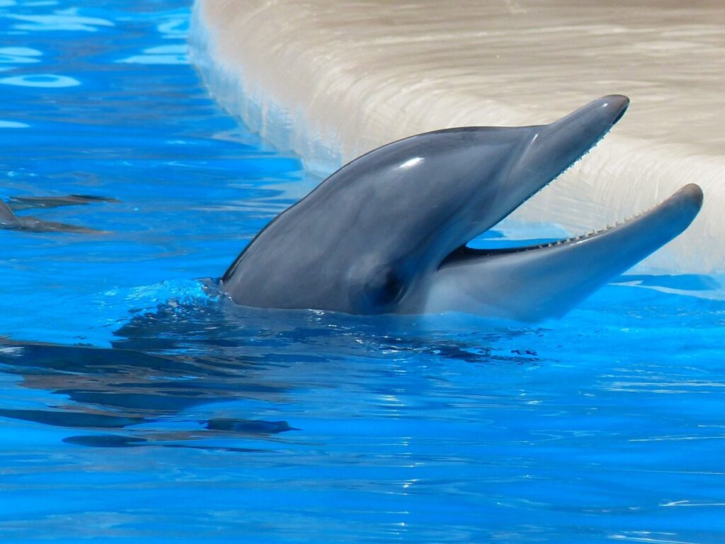 В Анапе туристов попросили не приближаться к дельфинам