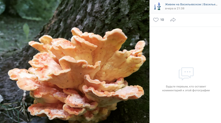 Петербуржцы поделились фотографиями грибов на Васильевском острове