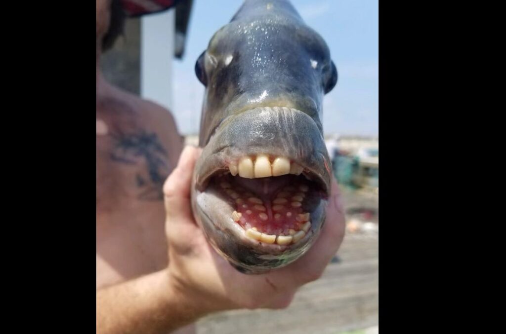 В США поймали рыбу с человеческими зубами