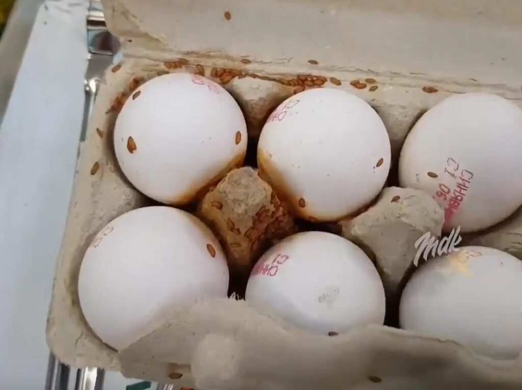 К чему снятся разбитые сырые яйца. Разбитые яйца в упаковке. Разбитое яйцо в упаковке. Сломанное яйцо в упаковке. Яйца в коробке.