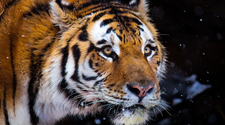 В Приморье неизвестный застрелил краснокнижного амурского тигра