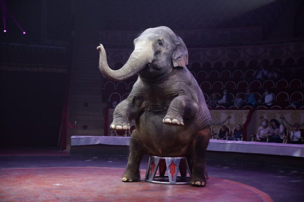 В Госдуме предложили запретить животных в цирках