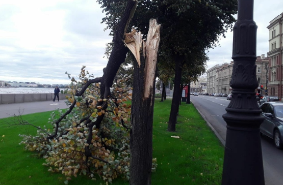 В Комблаге подсчитали количество деревьев, поваленных штормовым ветром за сутки