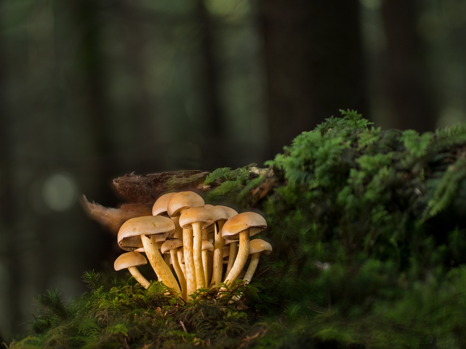 В Ленобласти нашли первые грибы