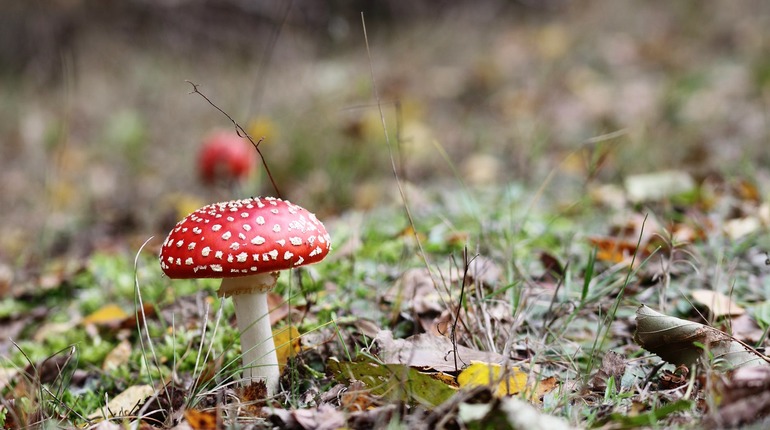 Ученые впервые перечислили и описали все шляпочные грибы, растущие в России