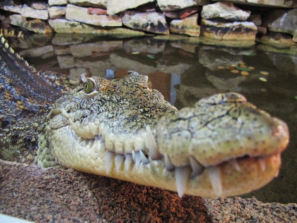 Крокодил Тотоша отпраздновал свой 30-летний юбилей в Ленинградском зоопарке