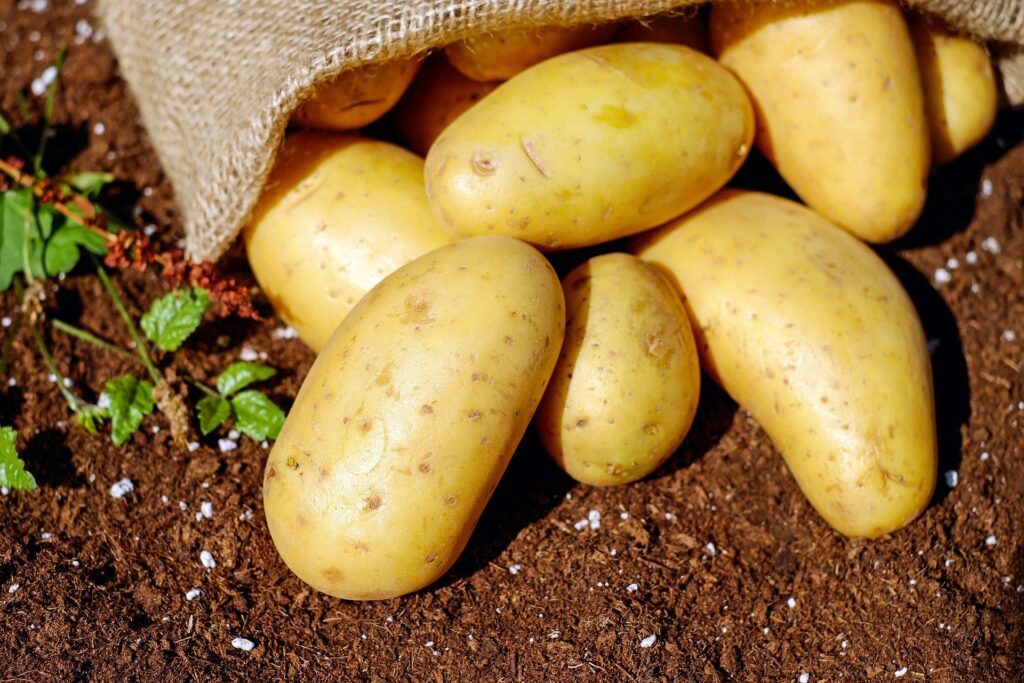 Ученые пытаются выращивать картофель, устойчивый к изменению климата