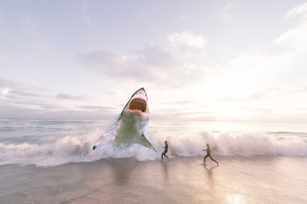 Лови волну: ученые выяснили почему акулы нападают на серферов
