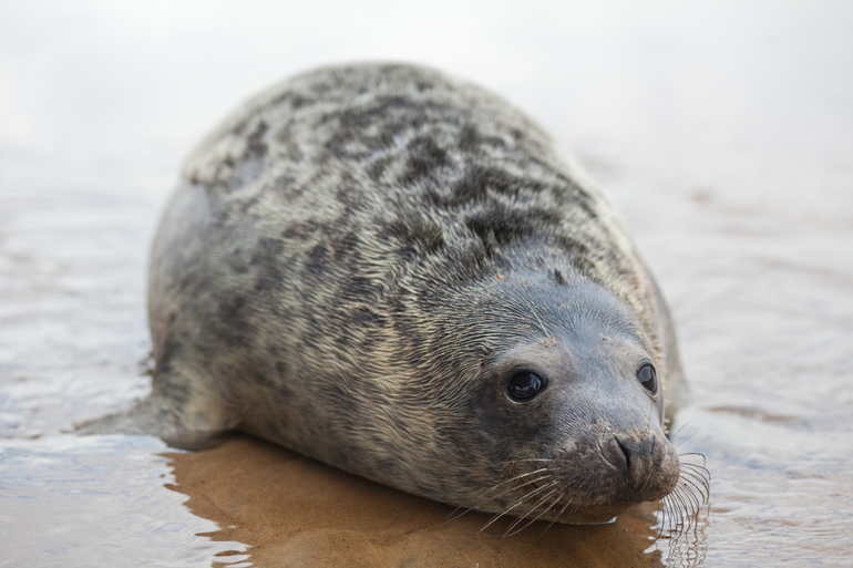 Ветеринары продолжают выхаживать спасенного в порту Приморска тюлененка
