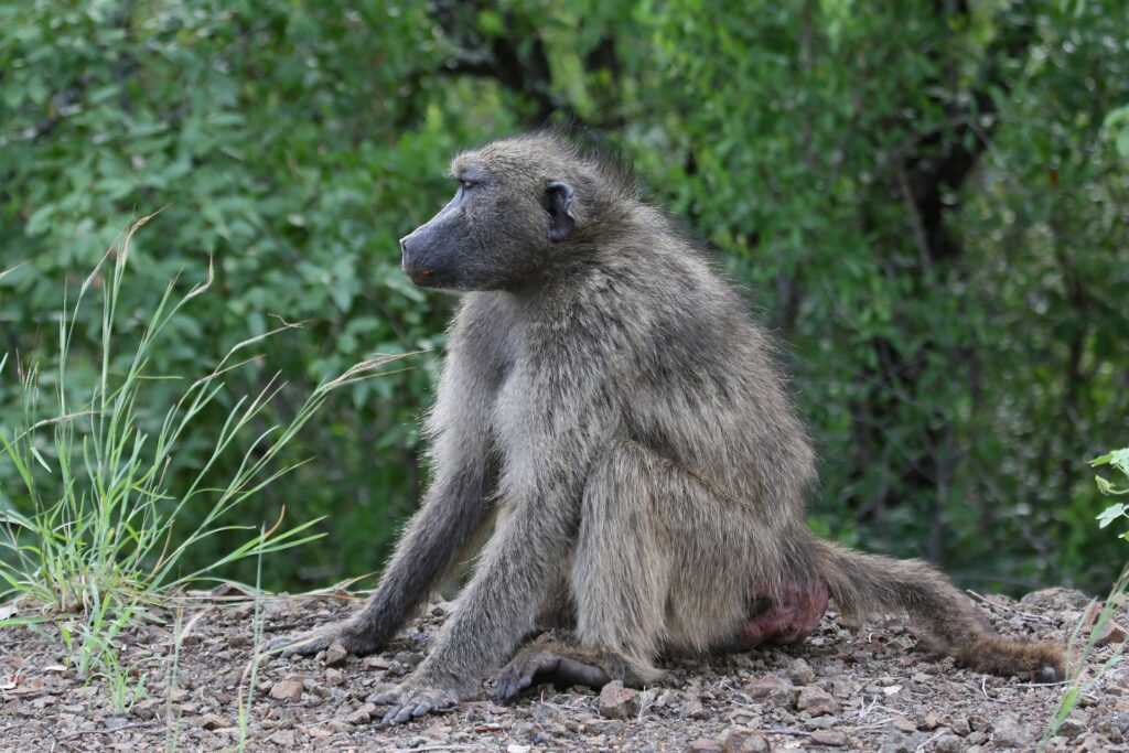 Роспотребнадзор заявил, что в России нет новых зараженных оспой обезьян