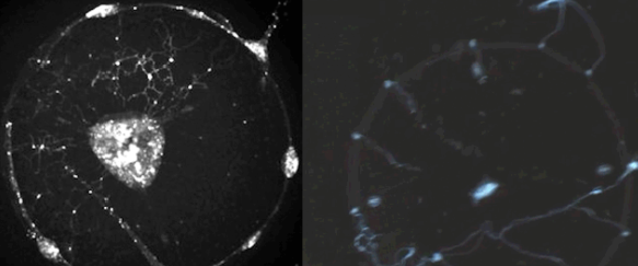 Безмозглые медузы: ученые вставили в животных диско-стробоскопы, чтобы увидеть, как работает их нервная система