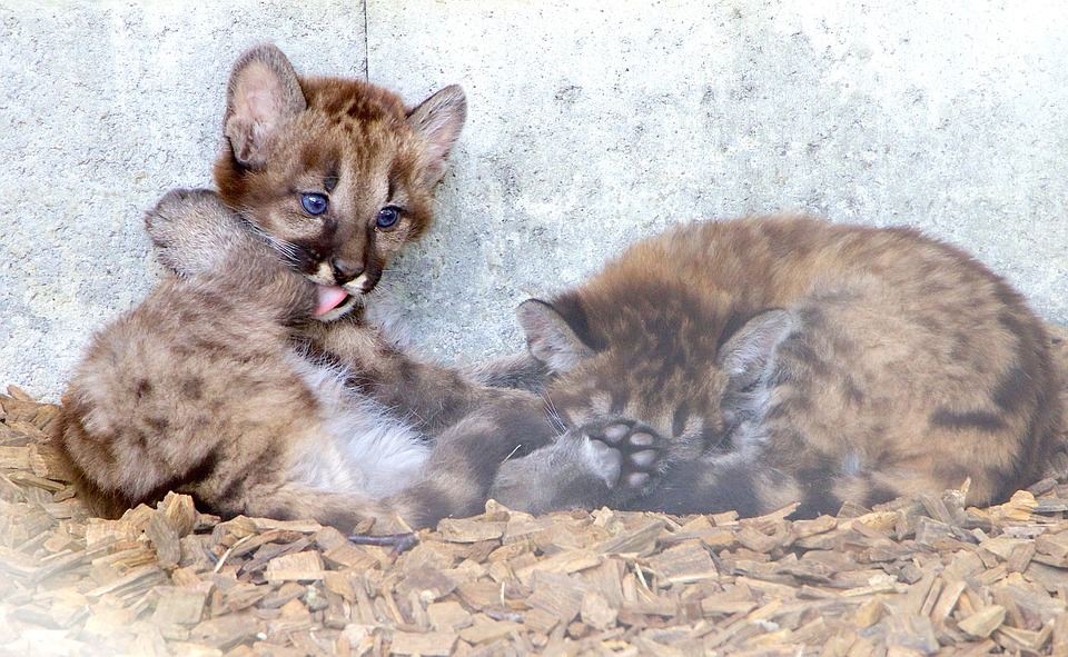 Котята горных львов найдены под столом для пикника в Калифорнии