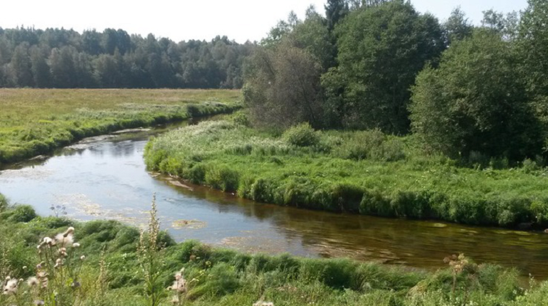 В Ленобласти в 2022 году расчистят реку Коваши, впадающую