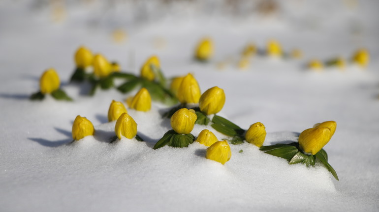 В Ботаническом саду Петербурга распустились первые этой зимой цветы