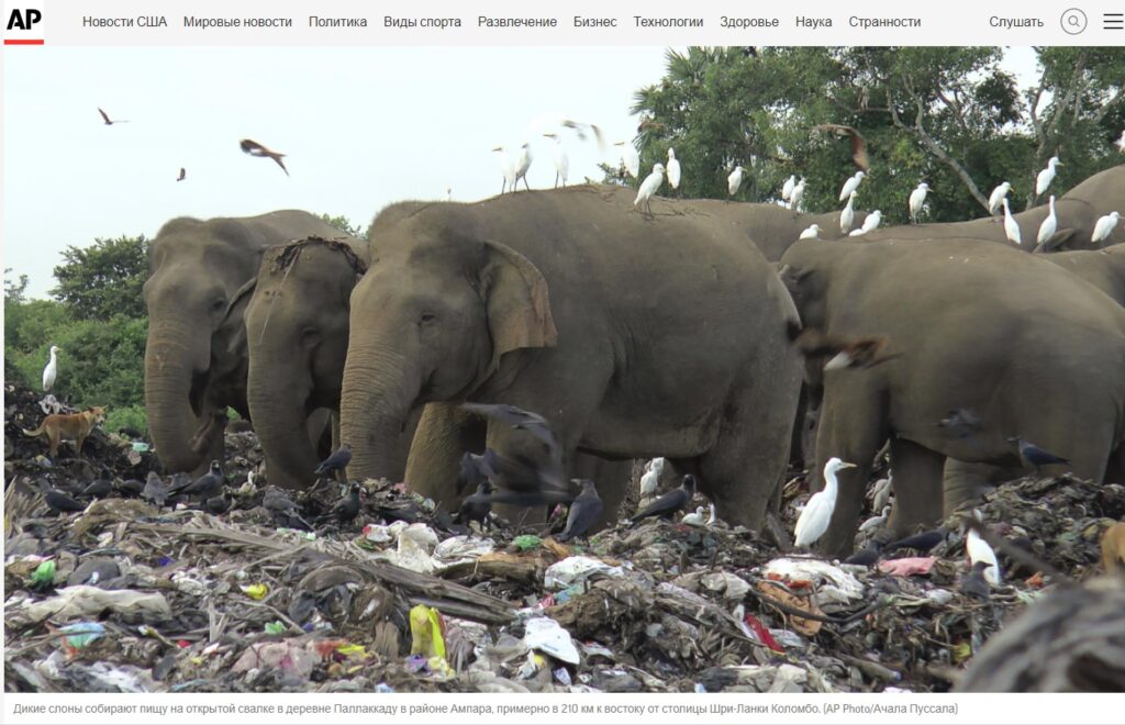В Шри-Ланке погибли два слона, отравившиеся пластиком