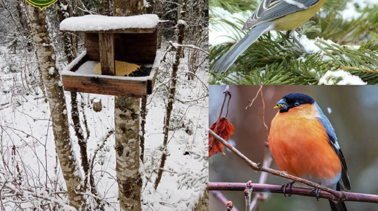 В правительстве Ленобласти рассказали, как специалисты и жители помогают птицам зимой