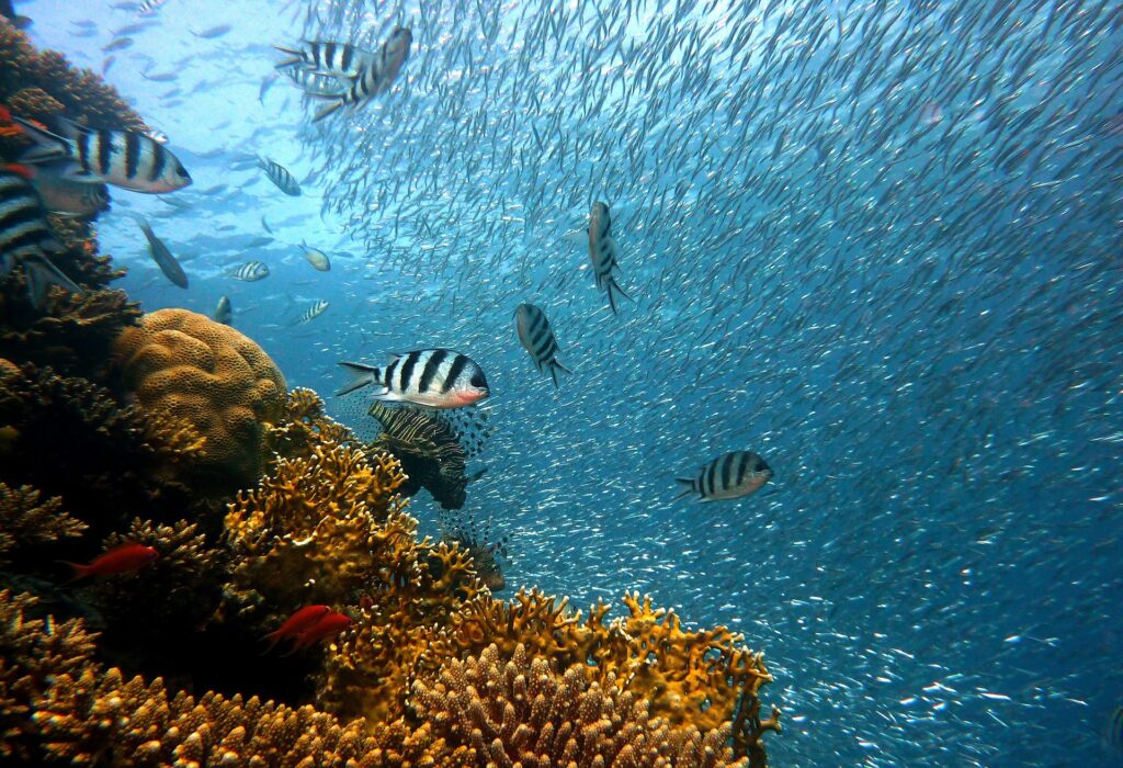 Необычный коралловый риф обнаружили у берегов Таити