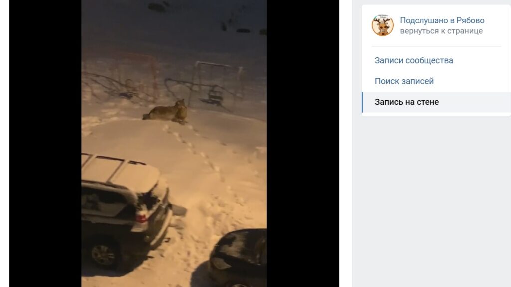 Нападение волка на кошку в Ленобласти попало на камеру