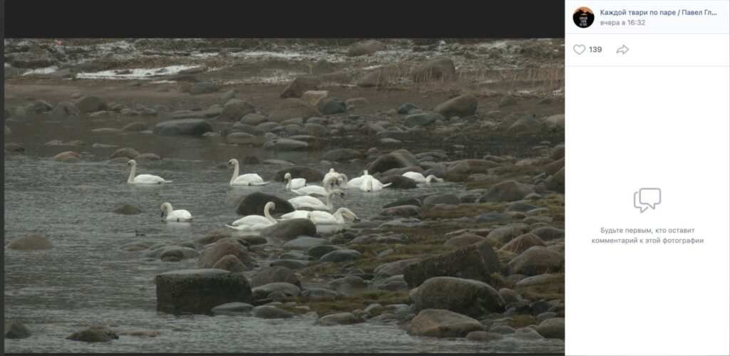 На Финском заливе в Ленобласти впервые на зимовку остались лебеди